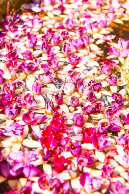 Pink Flower Background, Thailand.