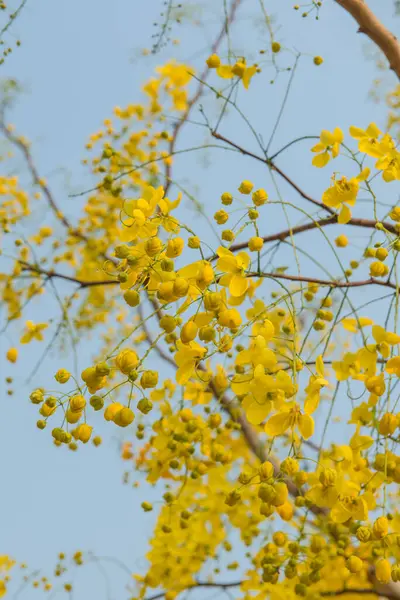 Beautiful Flowers of Golden Shower Tree, Thailand