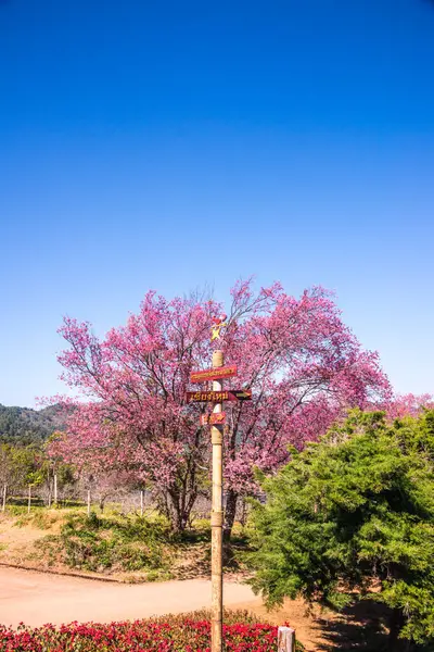 Chiangmai, Tayland 'da kiraz çiçeği parkı..