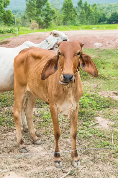 Brown cow in the field, Thailand