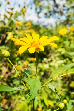 Ağaç kadife çiçeğinin yakınında, Tayland.