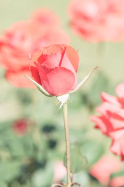 Red rose in the garden, Thailand.