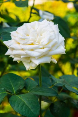 White rose in the garden, Thailand.