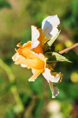 Yellow rose in the garden, Thailand.