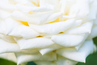 Beyaz gül, Tayland 'a yakın..