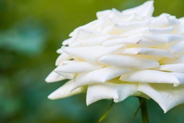 Beyaz gül, Tayland 'a yakın..