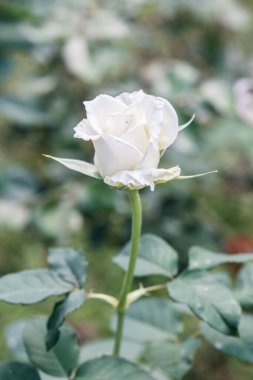 White rose in the garden, Thailand.