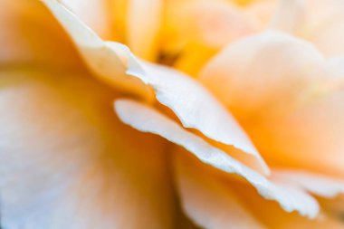 Açık turuncu gülü kapat, Tayland.