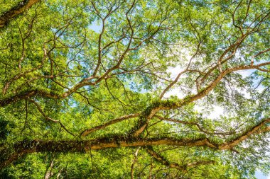 Khlong Lan Ulusal Parkı, Tayland Ağaçları