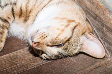 Tayland 'da uyuyan kedi..