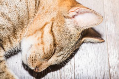 Tayland 'da uyuyan kedi..