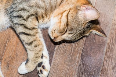 Tayland 'da uyuyan kedi..