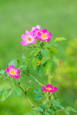 Bahçede küçük pembe bir gül, Tayland.