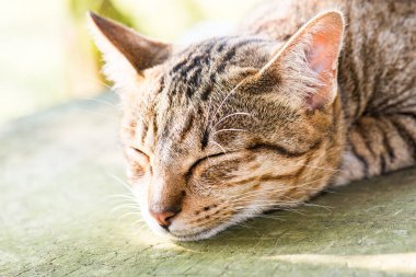 Tayland 'da uyuyan kedi..