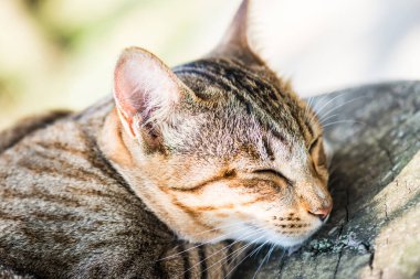 Tayland 'da uyuyan kedi..