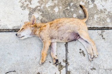 Genç köpek beton zeminde, Tayland