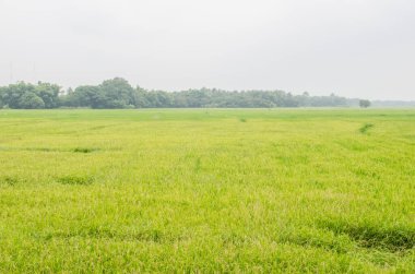 Yeşil pirinç tarlası, Tayland.