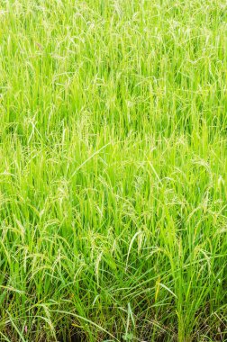 Yeşil pirinç tarlası, Tayland.