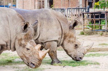 Portrait of white rhinoceros, Thailand