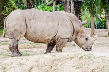 Portrait of white rhinoceros, Thailand