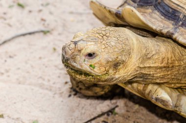 Close Up of Sulcata Tortoise, Thailand