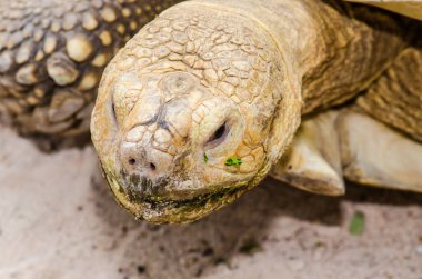 Close Up of Sulcata Tortoise, Thailand