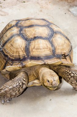 Close Up of Sulcata Tortoise, Thailand