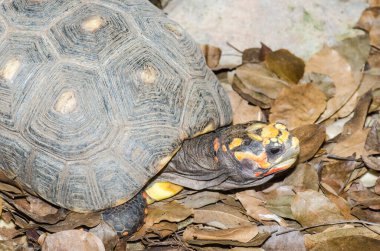 Red-footed Tortoise in nature, Thailand