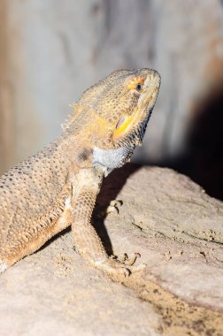 Sakallı Ejderha veya Pogona vittisepsleri taşın üzerinde, Tayland