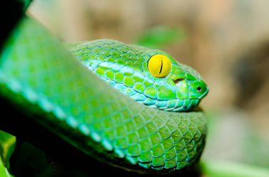 Big eyed Pitviper or Cryptelytrops macrops on tree branch. Thailand