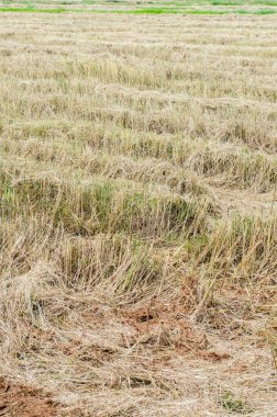 Rice straw background, Thailand.