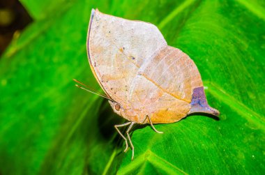 Beautiful butterfly on green leaf, Thailand.