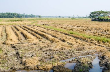 Thai style rice field in winter season, Thailand