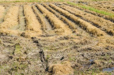 Thai style rice field in winter season, Thailand