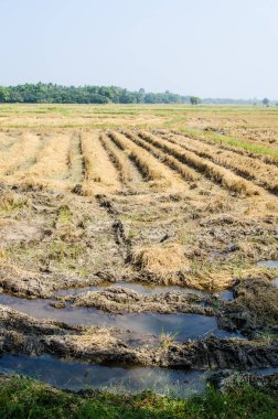Thai style rice field in winter season, Thailand