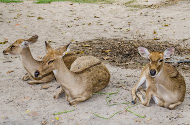 Group of Burmese Brow-Antlered Deer, Thailand