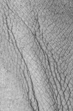 Beyaz gergedan derisi, Tayland