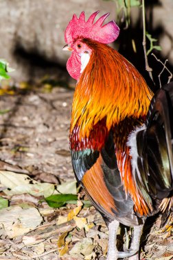 Jungle fowl in forest, Thailand