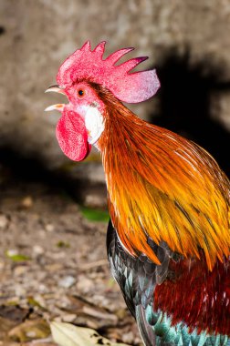 Jungle fowl in forest, Thailand