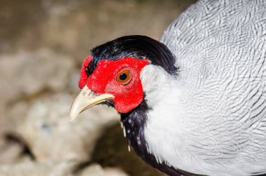 Tayland 'daki Gümüş Sülün' e yaklaş.