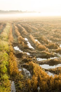 Tayland 'da kış mevsiminde pirinç tarlası