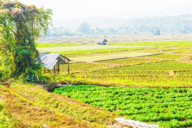 Tayland doğasında sebze bahçesi, Tayland