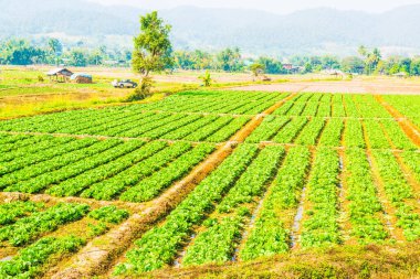Tayland doğasında sebze bahçesi, Tayland