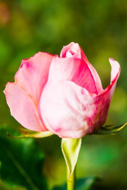 Close up of pink rose, Thailand