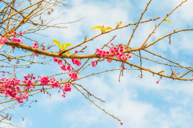 Close Up of Cherry Blossum at Chiangmai Province, Thailand