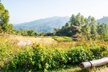 Tayland 'ın Chiangmai eyaletindeki Dağ Ormanı