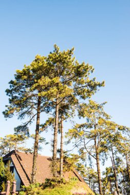 Tayland 'ın Chiangmai bölgesindeki dağdaki ağaç.
