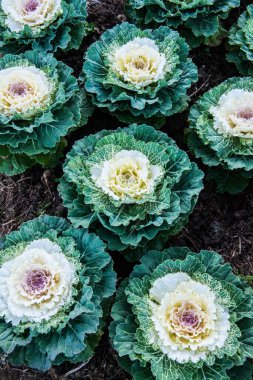 White flowering cabbage in national park at Chiangmai, Thailand