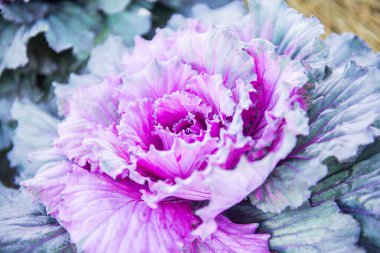 Tayland 'ın Chiangmai eyaletindeki ulusal parkta mor çiçekli lahana.