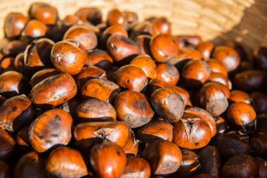Close Up of Chestnut, Thailand
